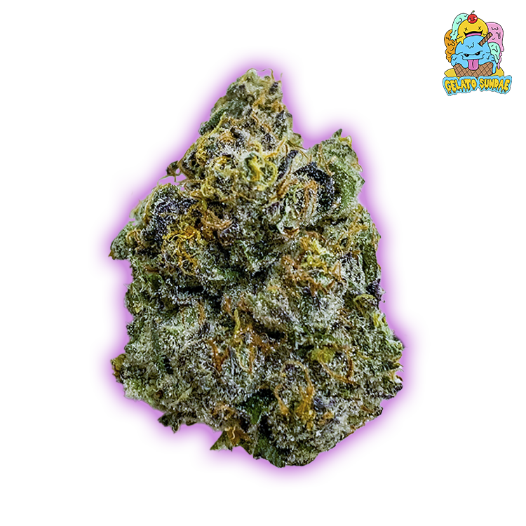 Gelato Sundae Strain Vancouver Free Same Day Delivery Ganja Guru